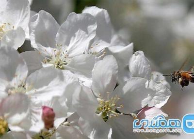 راهکاری برای پاکسازی کبد و سبک شدن بدن در بهار