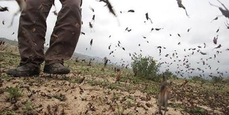 372 میلیون دلار نیاز پاکستان برای جبران خسارت حمله ملخ ها 372 میلیون دلار نیاز پاکستان برای جبران خسارت حمله ملخ ها