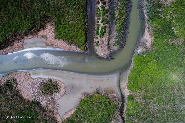 مرگ تدریجی در تالاب انزلی، تصاویر مرگ تدریجی در تالاب انزلی، تصاویر