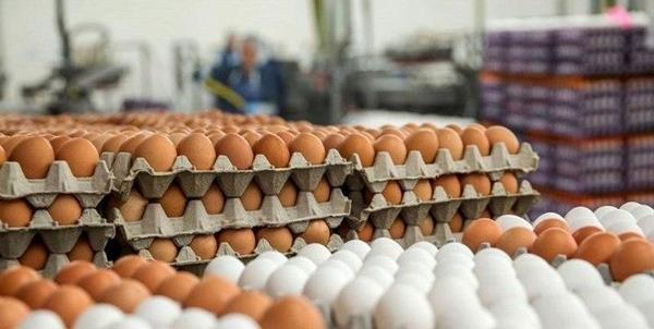 تخم مرغ دو نرخی شد؟
