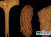 کشف قدیمی ترین کفشهای اروپا در غار خفاشها واقع در اسپانیا